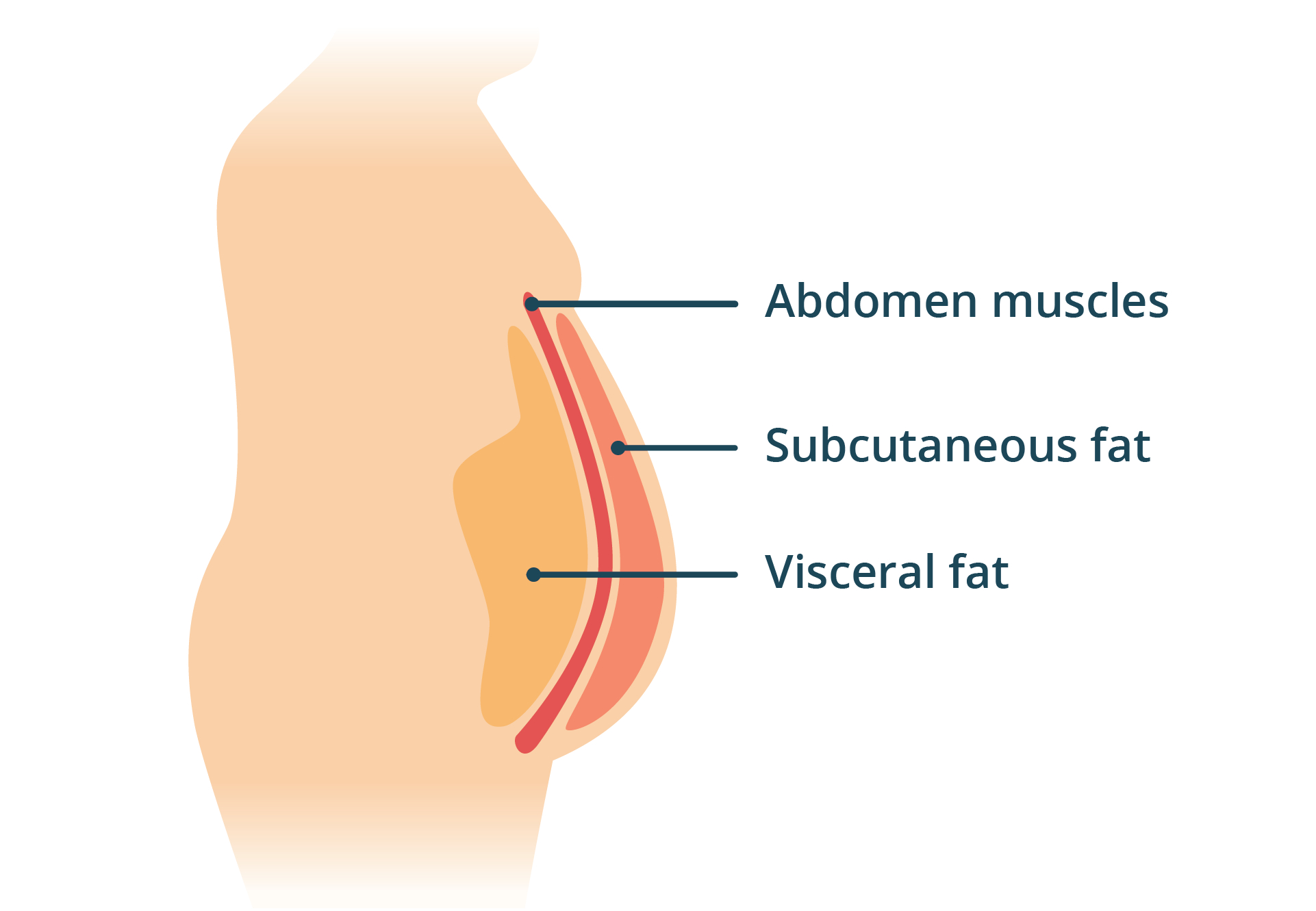 Illustration of Visceral Fat